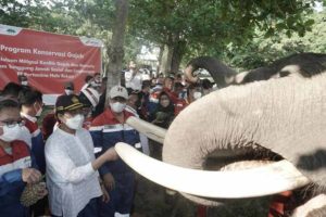 Menkeu Apresiasi Konservasi Gajah Binaan Pertamina Hulu Rokan
