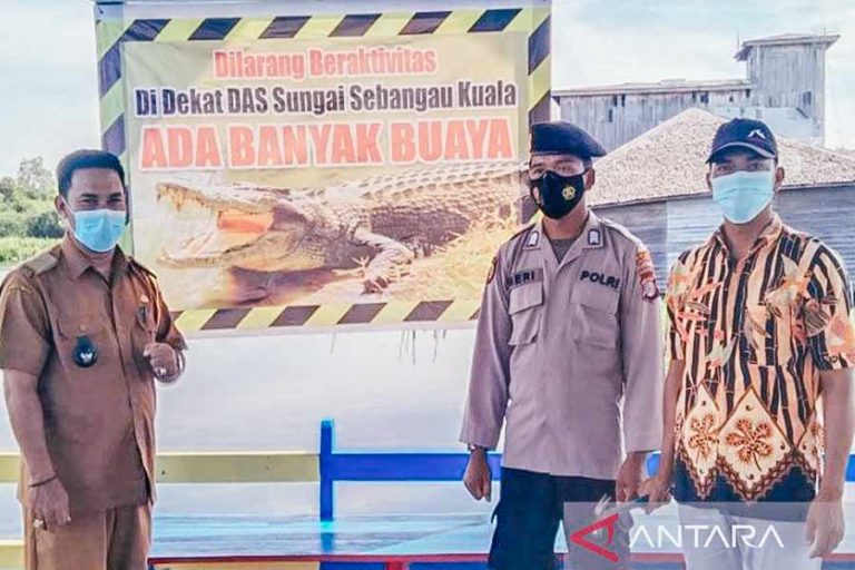 Ditemukan Meninggal, Pencari Kayu Diduga Diserang Buaya Ganas