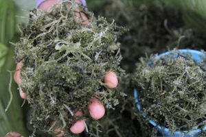 Desa Budi Daya Rumput Laut Takalar Miliki Potensi Ekonomi yang Besar, Tebe: Jangan Cepat Puas