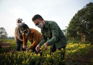 Kampanyekan Tanam Cabai di Pekarangan, Walikota Pontianak Panen Cabai di Lahan Seluas 2 Hektar