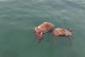 Puluhan Bangkai Sapi Mengambang di Pantai Camplong Sampang, Ada Apa?