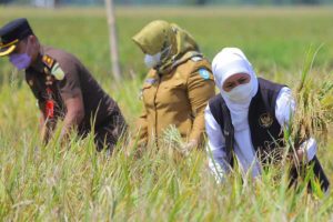 Dukung Produktivitas Pertanian, Gubernur Khofifah Panen Raya Padi Sunggal di Ponorogo