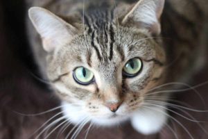 Bawa Hewan Peliharaan saat Mudik, Ini yang Wajib Diperhatikan kucing