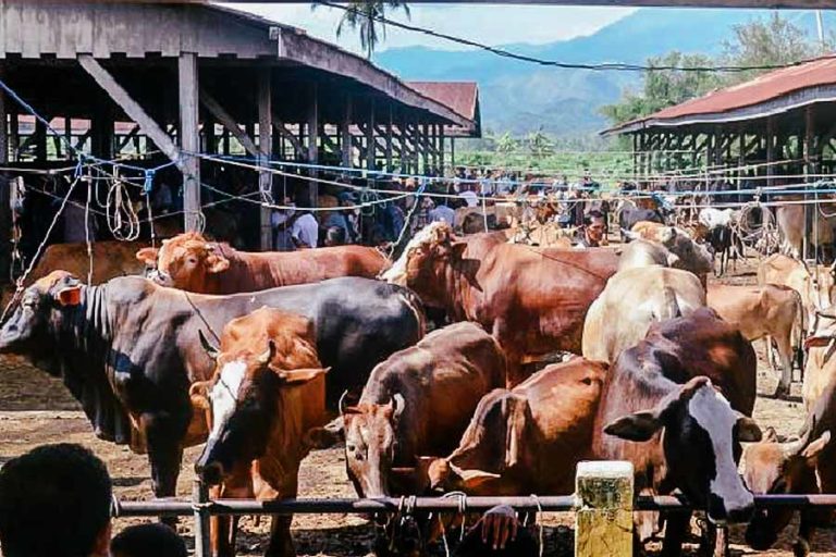 Ternak Tradisi Meugang Idul Fitri di Aceh Capai 44.375 Ekor
