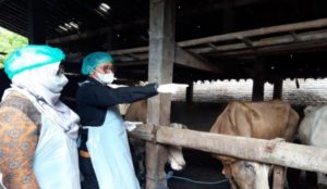 Atasi Penyakit Mulut dan Kuku, Yasin Limpo Apresiasi Seluruh Kepala Daerah Ambil Langkah Cepat