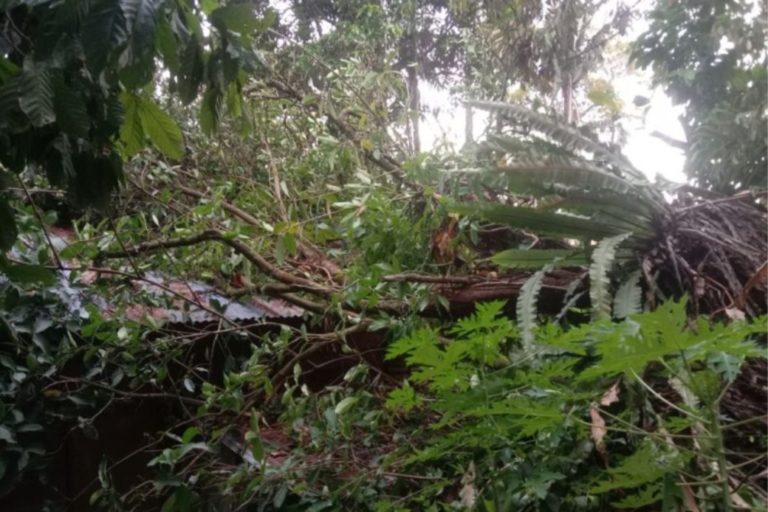 Angin Kencang, Satu Rumah Tertimpa Pohon di Kota Padang