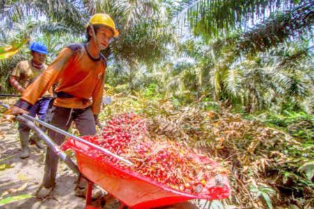 Petani Kelapa Sawit Indonesia Apresiasi Keputusan Jokowi Cabut Larangan Ekspor