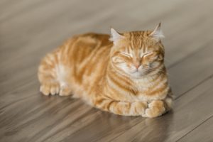 Memahami Sterilisasi, dan Alasan Kucing yang Dikebiri Jadi Gemuk