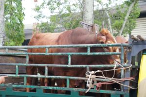 Antisipasi Sapi Terpapar PMK, Walikota Pontianak: Stok Sapi dan Kambing Terpenuhi