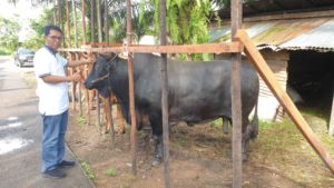 Pasokan Sapi Terkendala Masuk, Kalbar Masih Menunggu Evaluasi Wabah PMK