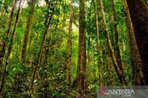 DPR: Penyebab Kerusakan Hutan Karena Ulah Masyarakat