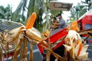 Komoditas Unggulan, Jagung dan Kelapa Potensi Sektor Pertanian di Gorontalo