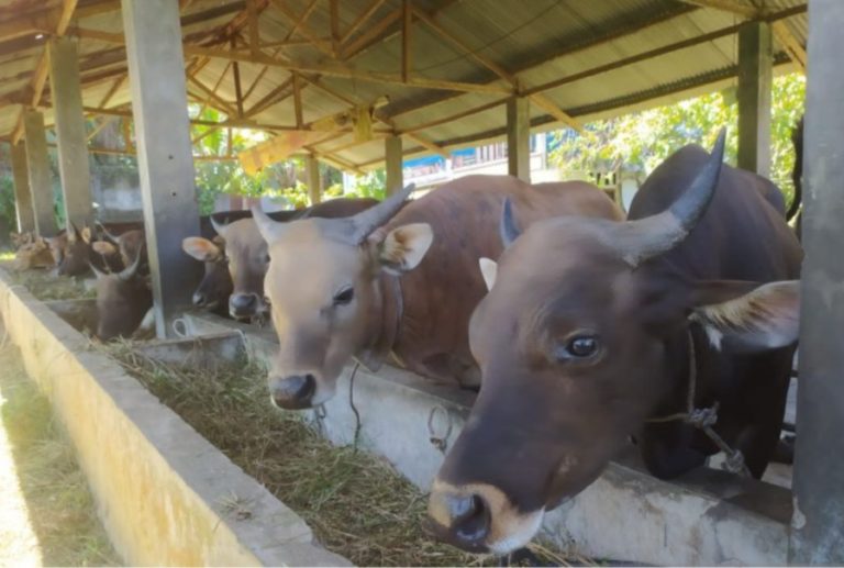 Ratusan Jenis Sapi di Empat Kawasan Bengkulu Terinfeksi PMK
