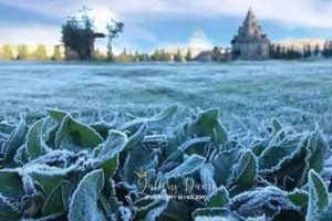 Ada di Sekitar Candi Arjuna, Embun Upas Mulai Muncul di Dataran Tinggi Dieng