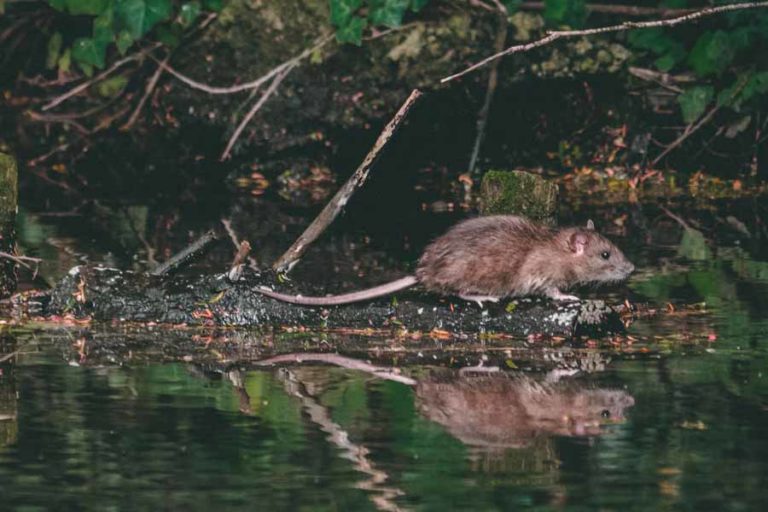18 Kasus Leptospirosis di Kota Semarang, 5 Orang Meninggal