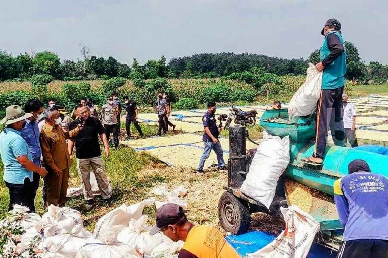 Demi Petani Papua, Kakorbinmas Lakukan Studi Banding Tanam Jagung di Lamongan