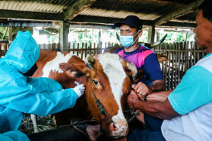 Jelang Idul Adha, Kementan Genjot Vaksinasi PMK pada Hewan Ternak