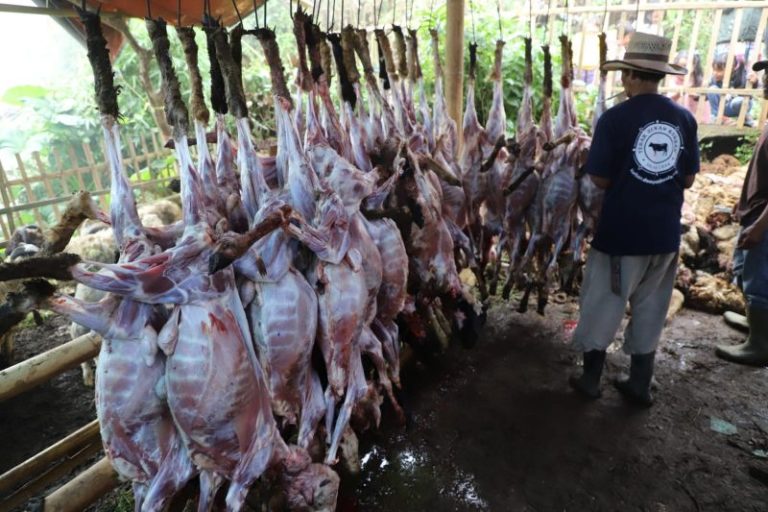 Masyarakat Kampung Babakan Falah di Garut Kurban 800 Ekor Domba
