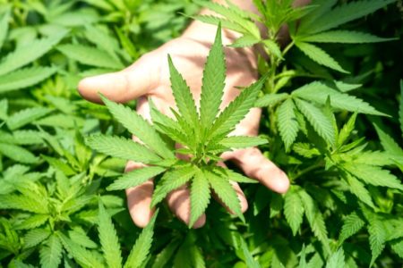 Ganja Medis Bisa Jadi Alternatif Obat? Simak Penjelasan Guru Besar UGM