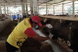 Pemkot Solo Siapkan 60 Petugas Pemeriksa Kesehatan Hewan Kurban