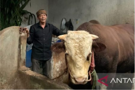 Berbobot 1,1 Ton, ‘Slamet’ Dibeli Presiden untuk Hewan Kurban Senilai Rp100 Juta