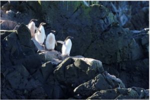 Pengungkapan Riset Terbaru Penguin, Bisa Terbang?