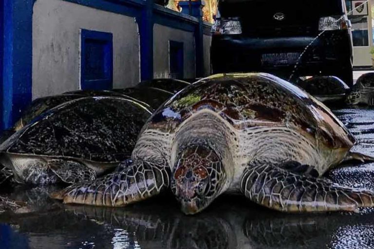 Aksi Penyelundupan 15 Penyu Hijau Hidup Digagalkan Polda Bali