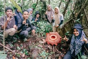 Ngintip Pesona Bunga Raflesia Saat Mekar Sempurna di Palupuh