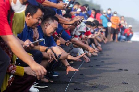 Elnusa Petrofin Gelar Lepas Ratusan Tukik di Pantai Goa Cemara Yogyakarta