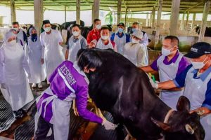Kementan RI: Jatim Provinsi dengan Capaian Vaksinasi PMK Tertinggi se-Indonesia
