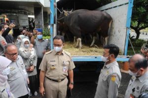Jelang Idul Adha, Kementan Siapkan Hewan Ternak Bebas PMK di DKI Jakarta