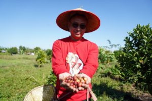 Panen Perdana 1.200 Pohon Kopi Liberika, Menyulap Lahan Gambut Jadi Kebun Kopi