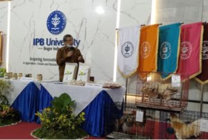Sumbang Ketahanan Pangan, IPB Kembangkan Ayam Pedaging Lokal dan Luar Negeri