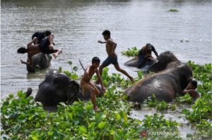 Dalam Waktu 18 Tahun, Hutan Habitat Gajah di Asia Berkurang 13,4 Persen