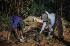 Racun dari Buah Nanas, Bangkai Gajah Bunting Ditemukan di Wilayah Kabupaten Bengkalis