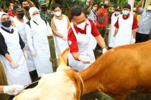Percepatan Revaksinasi PMK, Se-Jatim Sudah Tersuntikkan 635.050 Dosis