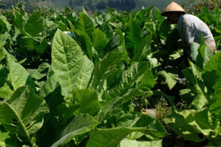 Samakan Rokok dengan Narkotika, Pakta Konsumen: RUU Diskriminatif!