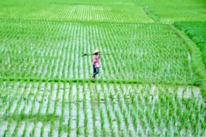 Jadwal Rekrutmen Seleksi Petugas Sensus Pertanian 2023 BPS Kabupaten Demak, Link Daftar di Sini