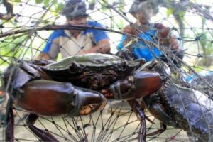 Sekitar 300 Kilogram Kepiting Aceh Setiap Hari Diekspor Melalui Bandara Kualanamu Medan Menuju Thailand