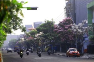 Sebanyak 11.392 Berbunga Putih dan 4.609 Berbunga Kuning Pohon Tabebuia Bermekaran di Jalan Utama Kota Surabaya