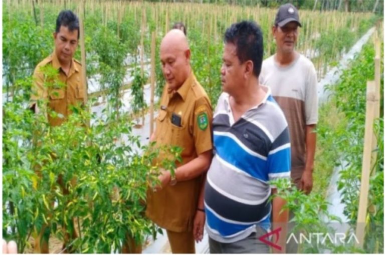 Produktivitas Naik Signifikan, Dinas Pertanian Madina Sumatera Utara Kembangkan Cabai ‘Kaliber’