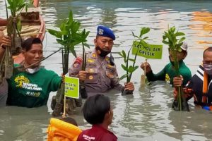 Peduli Lingkungan, Polisi di Gresik Tanam Mangrove di Hari Perhubungan Nasional