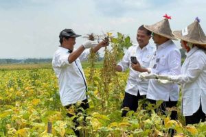 Indonesia Siap Swasembada Kedelai Melalui Provinsi Banten