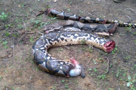 Perempuan 52 Tahun di Tanjab Barat Dimakan Ular Piton Sepanjang 7 Meter