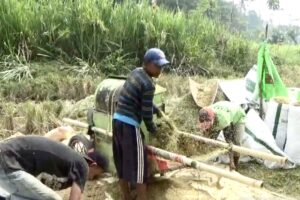 Nyaris Gagal Panen, Hama Tikus Serang Puluhan Hektara Lahan Padi di OKU