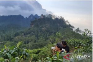 Berinovasi dengan Paket Edukasi Hingga Wahana Jip, Kunjungan Wisatawan di Kebun Teh Nglinggo Semakin Ramai