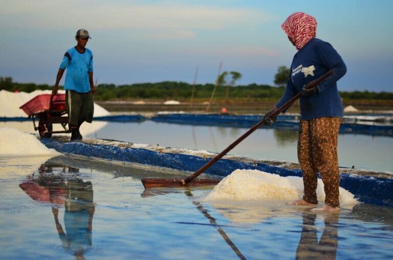 Panen garam di Tambak Osowilangun Surabaya