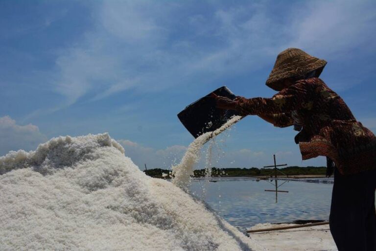 Panen garam di Tambak Osowilangun Surabaya