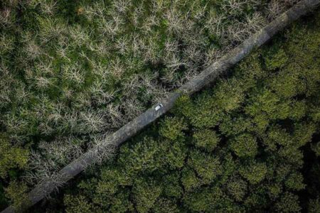 Pesona Hutan Jati Bojonegoro jadi Juara 1 Lomba Foto Petrogas 2022