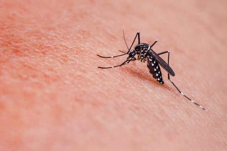 Nyamuk Aedes aegypti (foto: Antara)